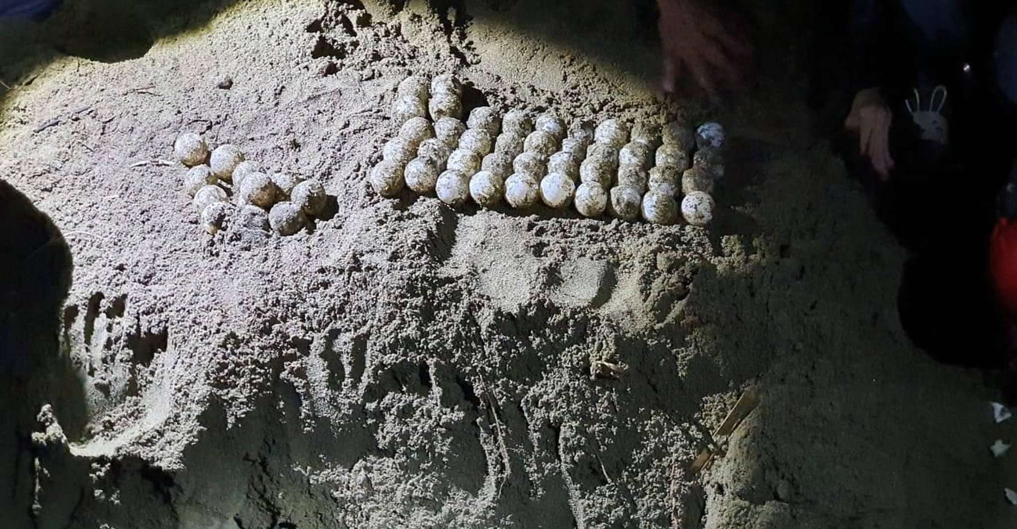 Sukamade Tour , see turtles laying eggs naturally 2D1N - Housity