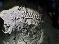 Visite Sukamade, voir les tortues ponduant des œufs naturellement 2d1n - Housity