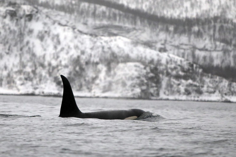 Tromsø: Observación de Orcas y Ballenas Excursión en barco climatizado confortableTromso: Excursión en barco climatizado confortable para avistar orcas y ballenas