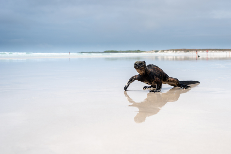 Half-Day Tortuga Bay Tour with Guided Hike and Time at the Beach Tortuga Bay Half-Day Tour (Morning), with Guided Hike and Beach Time
