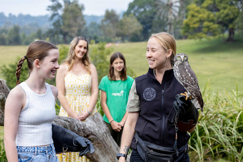Brisbane: Lone Pine Koala Sanctuary Day Pass