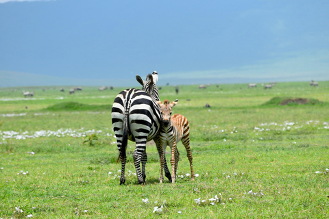 Sansibar: 3-tägige Safari nach Tarangire, Ngorongoro und Arusha