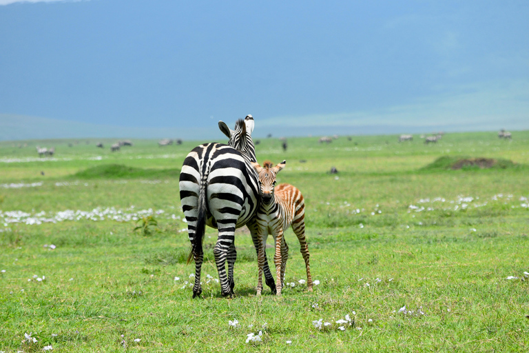 Sansibar: 3-tägige Safari nach Tarangire, Ngorongoro und Arusha
