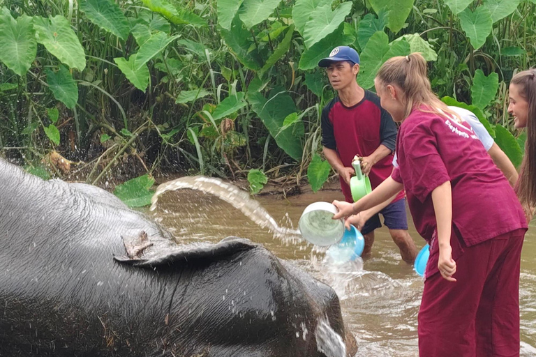 4 Experiences: Elephants, Sticky waterfalls, Market &amp; templeElephants: Sticky waterfalls: Local Market: Wat Banden