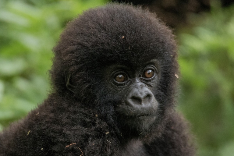 2 Tage Gorilla Trekking TourKigali: Gorilla Trekking Tour