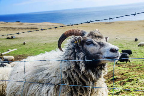 Westman Islands Day Tour from Reykjavik