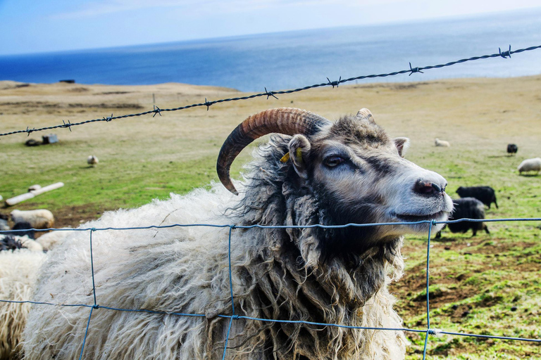 Westman Islands Day Tour from Reykjavik