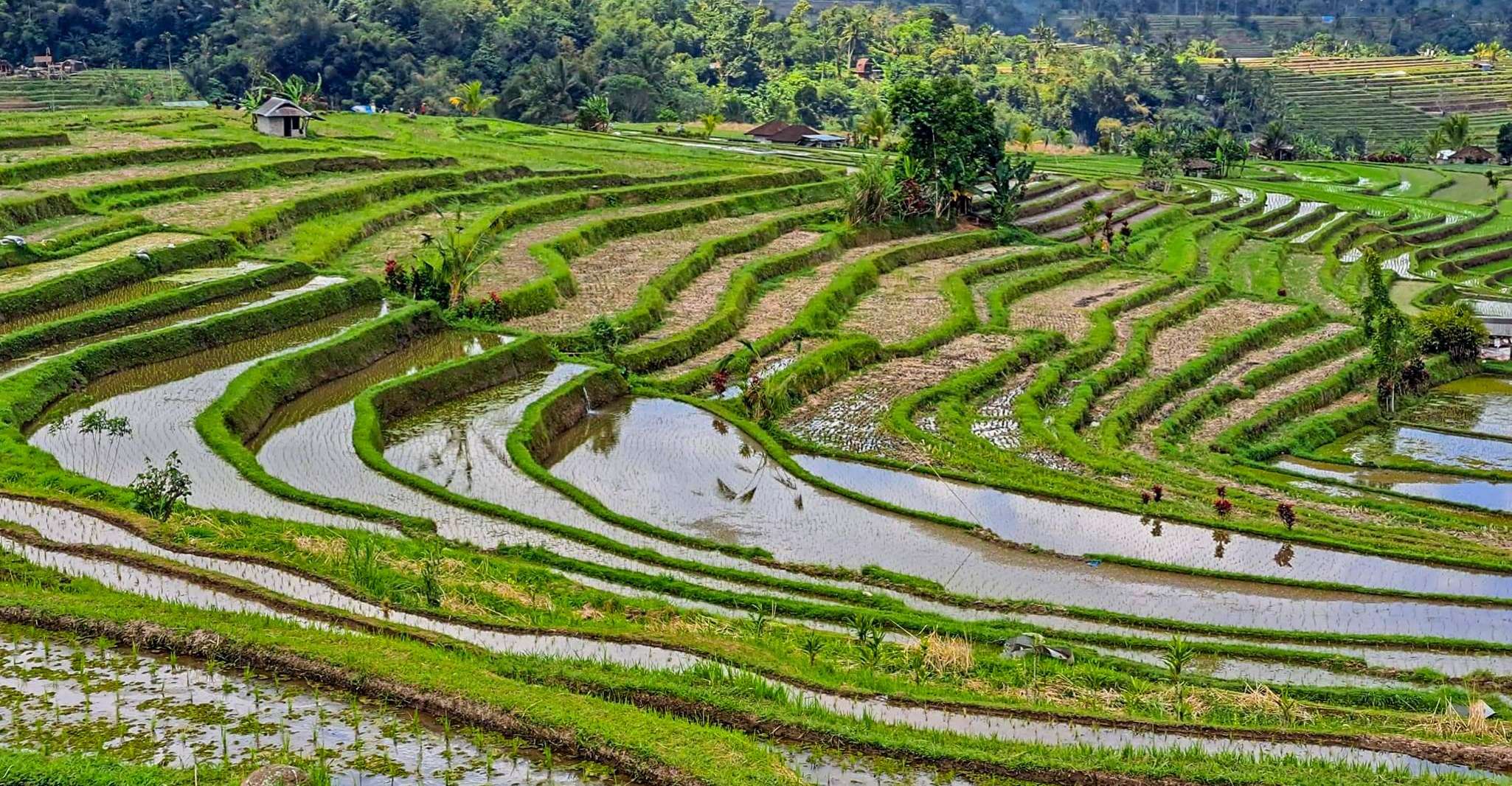 Ubud, la forêt de singes, la chute d'eau et les terrasses de riz Visite guidée - Hizvo