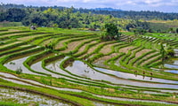 Ubud, Affenwald, Wasserfall & Reisterrassen Führung - Hizvo