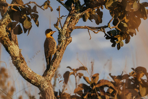 From São Paulo: 5-Day Serra da Canastra Wildlife Safari