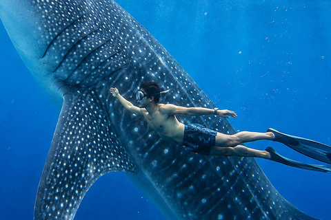 Labuan Bajo: 5-Day Komodo to Gili Trawangan Whale Shark Tour Standart Boat | Sharing Deck | No WHALE SHARK