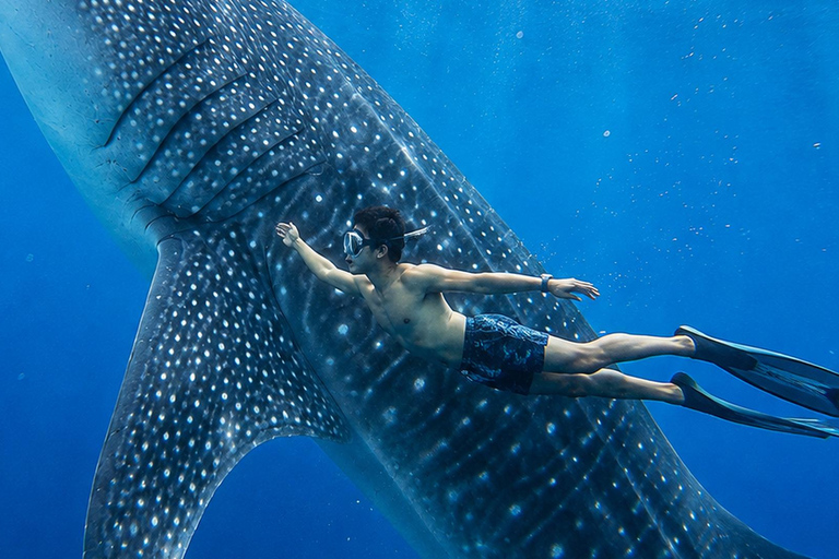 Labuan Bajo: 5-Day Komodo to Gili Trawangan Whale Shark Tour Standart Boat | Sharing Deck | No WHALE SHARK
