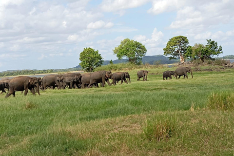 Minneriya: Morning Jeep Safari with Hotel Pickup and Drop-of