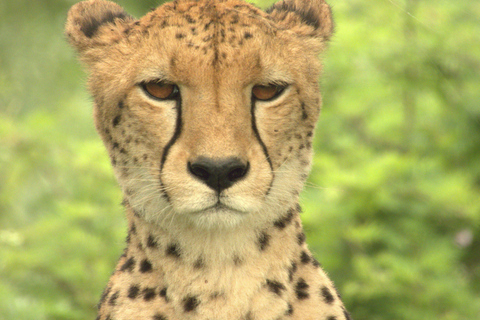 Budget Kruger &amp; Panorama meerdaagse tour vanuit Johannesburg5-daagse budgetreis naar Kruger &amp; Panorama