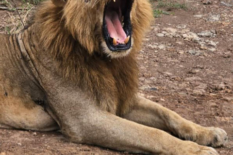 Nairobi National Park Game Drive Safari With Pick-Up