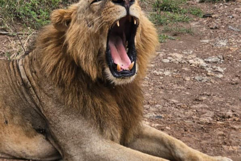 Nairobi National Park Game Drive Safari With Pick-Up
