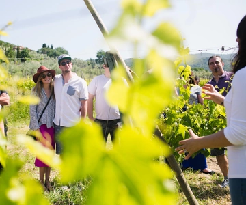 Castiglion Fiorentino: Tour e degustação de vinhos Buccelletti
