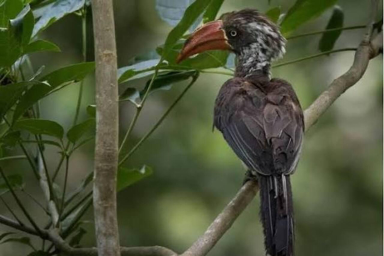 Zanzibar: Chwaka Forest Reserve Birdwatching Tour