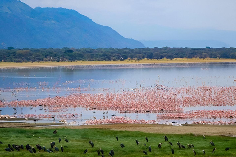 Lago Manyara: Excursión de un día Safari con observación de aves