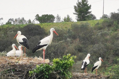 Von Albufeira: Tour nach Lagos, Sagres, Silves und Monchique