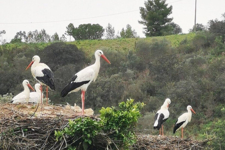 Von Albufeira: Tour nach Lagos, Sagres, Silves und Monchique