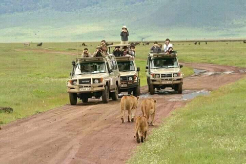 Zanzíbar: Excursión al Parque Nacional de Tarangire y al Cráter del Ngorongoro