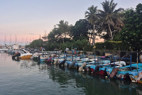 Mirissa: Whale & Dolphin Watching Boat Tour with Pickup Include Government Tax Fee