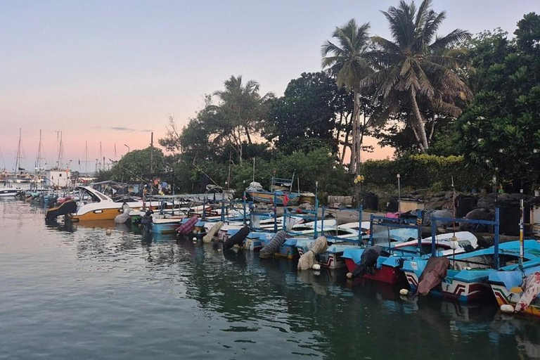 Mirissa: Whale & Dolphin Watching Boat Tour with Pickup Include Government Tax Fee