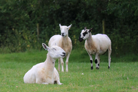 Stratford-upon-Avon/Moreton-in-Marsh: Tour in autobus delle Cotswolds