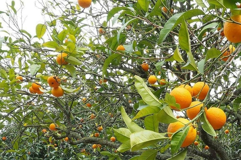 ZANZIBAR: Kamienne Miasto, farma przypraw i restauracja The RockWYCIECZKA PRYWATNA Z TRANSPORTEM