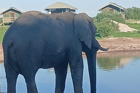 From Victoria Falls: Maun Transfer with Elephant Sands Stop