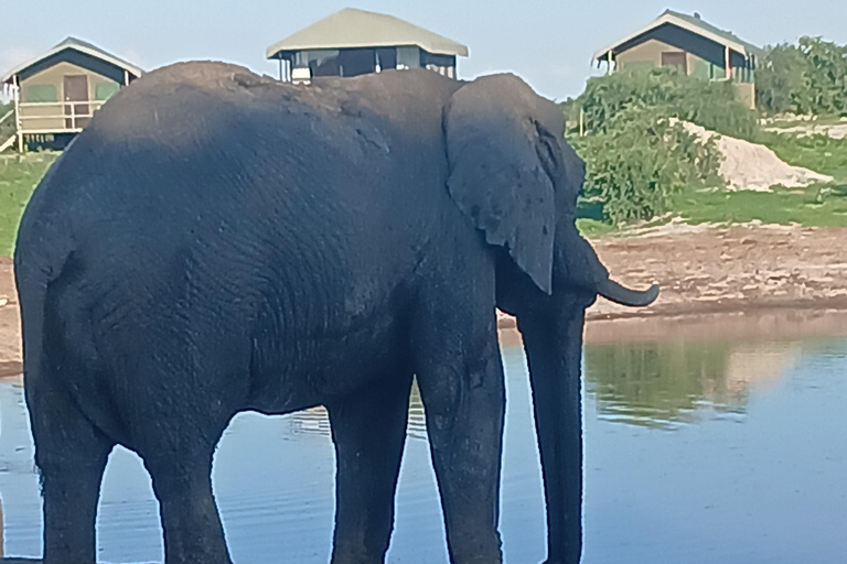 From Victoria Falls: Maun Transfer with Elephant Sands Stop