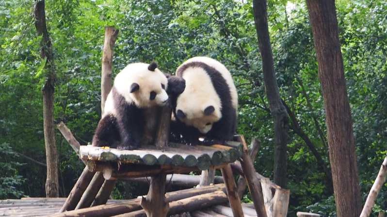 Beijing: Panda House+City Attractions or Mutianyu Day Tour