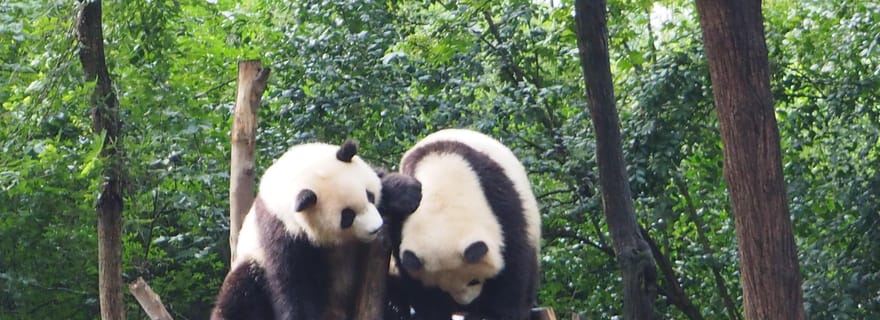 Visite de la base d'élevage de pandas de Chengdu avec guide ou transfert