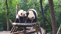 Chengdu, Private Layover Tour with Optional Duration - Housity