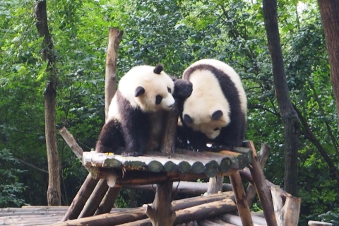 Beijing: Panda House+City Attractions or Mutianyu Day Tour Panda+Hutong Rickshaw+Temple of Heaven or Summer Palace