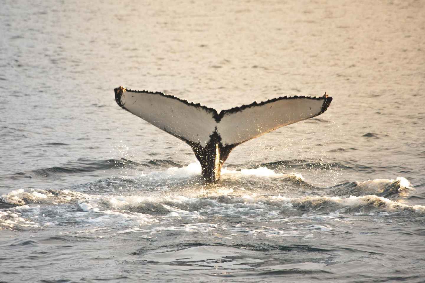 Whale Watching from Akureyri - Small Group Tour (Hjalteyri) - Whale Watching from Akureyri - Small Group Tour (Hjalteyri)