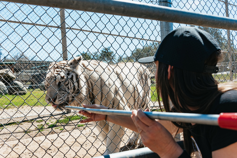 Alpine: visita e alimentação do Santuário de Tigres e Ursos do LionsAlpine: Excursão e alimentação do Santuário de Leões, Tigres e Ursos