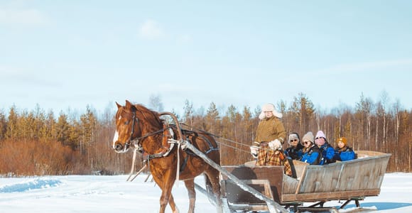 Rovaniemi: Horse Sleigh Ride in the Arctic