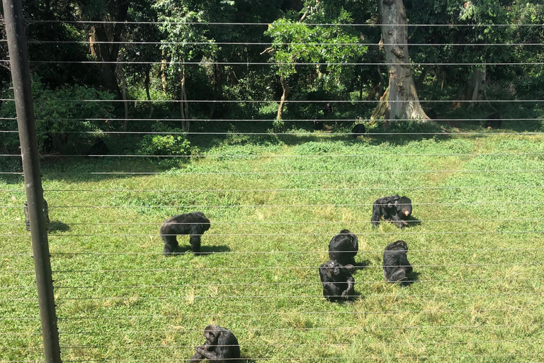 Kampala/Entebbe: Ngamba Island Chimps Sanctuary Tour