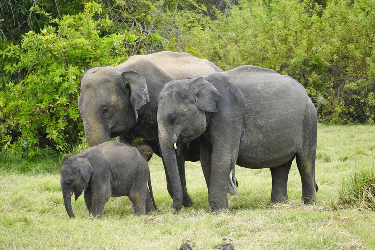 Eco-Friendly Minneriya Elephant Safari & Herbal Garden Tour