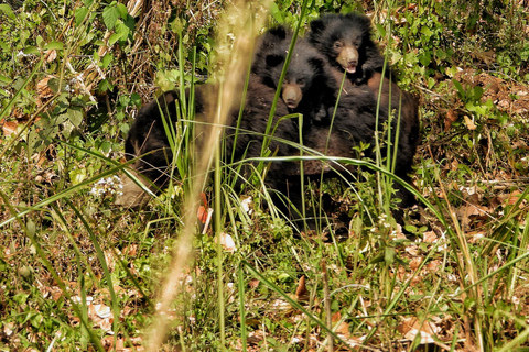 Chitwan National Park: Full-Day Jeep Safari with Lunch