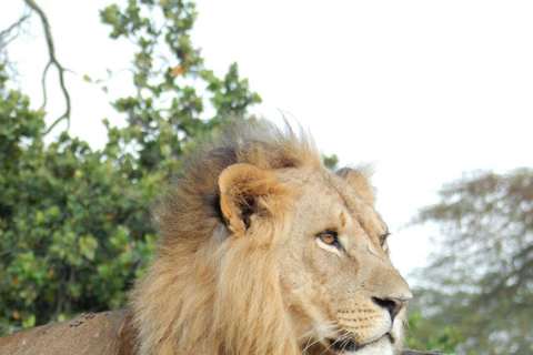 Lake Nakuru National Park Full Day Tour from Nairobi