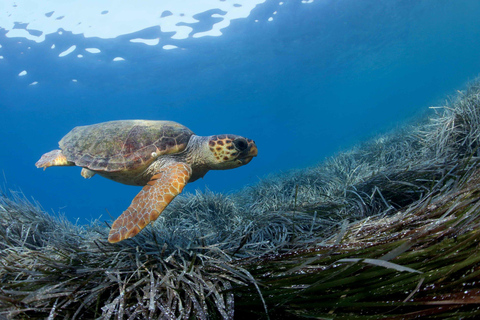 Vanuit Bali: Snorkelen bij Manta Point Nusa Penida &amp; Land TourSnorkelen en West Land Tour (Trefpunt - Sanur Haven)