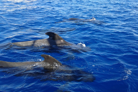 Découvrez les baleines à Tenerife : excursion exclusive en yacht avec baignade et déjeuner inclus.Excursion en yacht pour observer les baleines pour 20 personnes avec repas, boi