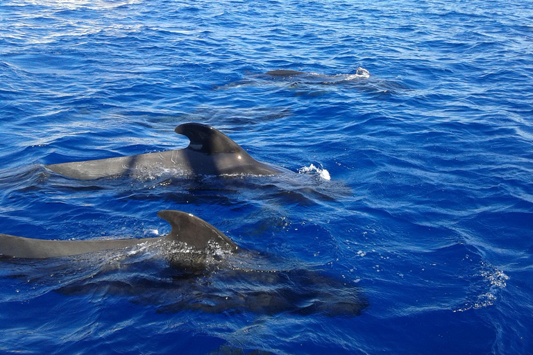 Découvrez les baleines à Tenerife : excursion exclusive en yacht avec baignade et déjeuner inclus.Excursion en yacht pour observer les baleines pour 20 personnes avec repas, boi