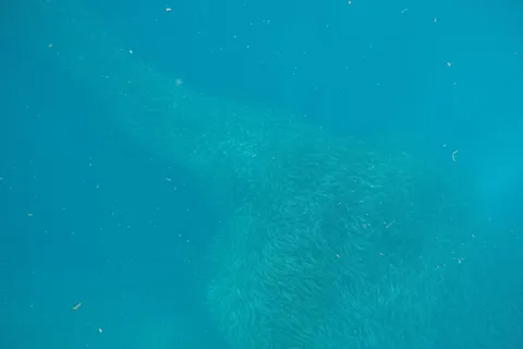 Cebu: Kawasan Canyoneering & Sardines Run and Turtle Chase