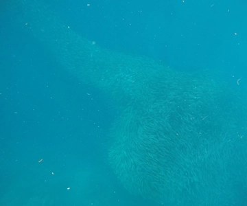 Cebu: Kawasan Canyoneering & Sardines Run en Schildpaddenjacht