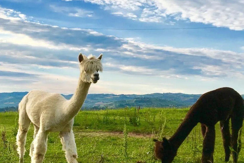 Langhe: Alpaca Walk, Farm Visit, and Traditional Picnic