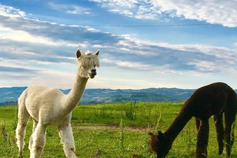 Langhe: Alpaca Walk, Farm Visit, and Traditional Picnic